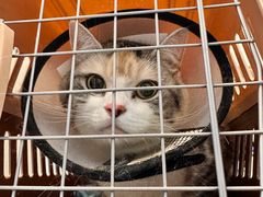 -宠物星动物医院·眼科·异宠·猫科(江南大道总院)