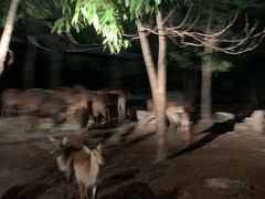-清迈夜间动物园