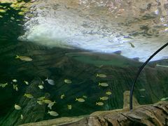 -悉尼海洋生物水族馆