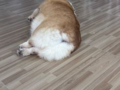 -喵小馆·猫咖狗咖猪咖·饮品店