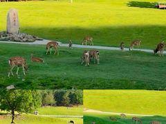 -五营红松林海景区