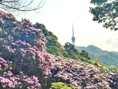 -梧桐山风景名胜区