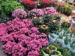 -双季花艺园艺市场(浦东店)