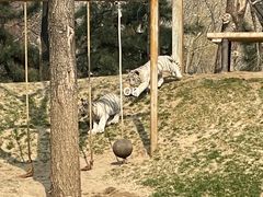 -北京野生动物园