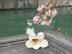 -成都市活水公园