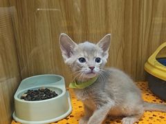 -欣宠猫屋·矮脚拿破仑·蓝金金渐层