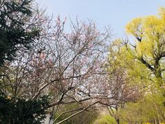 -桃花堤公园