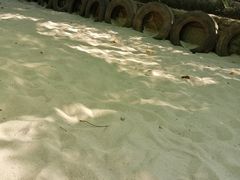 -老木棉·匠园