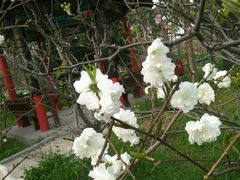 -南汇桃花村