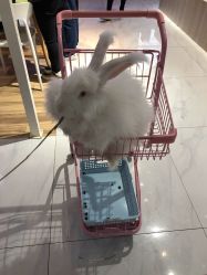 -Moni星球萌宠·小马宝莉·灵蛇·高端高阶全萌宠互动体验俱乐部(红豆国际广场店)