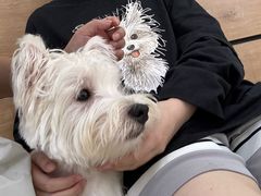 -瑞鹏宠物医院·宠保定点·心脏科·内科(御桥分院)