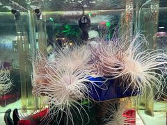 -太平洋海底世界