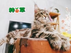 -十年猫舍·猫咪专门店(普陀店)
