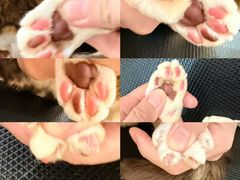 -momokira米努特·德文卷毛猫·棉花面纱犬