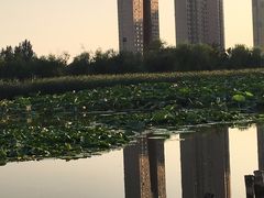-前关湿地公园