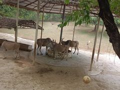 -深圳野生动物园