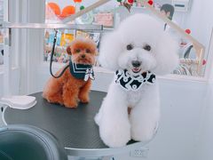 -BABYDOG宝贝狗宠物乐园(欧洲城店)