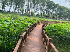 -洪湖生态旅游区