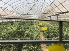-庞各庄翠芳园西瓜蔬菜基地采摘园