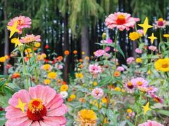 -上海共青森林公园