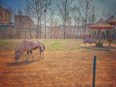 -大连森林动物园