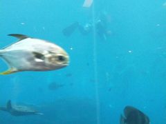 -瑞德姆美人鱼海底演艺主题餐厅(亚龙湾店)