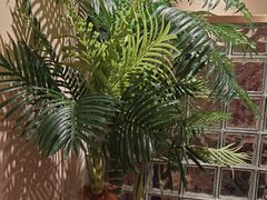-悦海·家宴·冰花皮皮虾大锅贴(宝龙店)