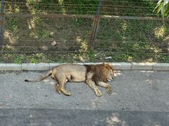 -大连森林动物园