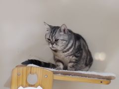 -有猫主题·治愈系猫咖(曾厝垵店)
