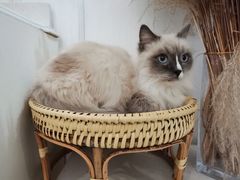 -共舞时光猫咖·狗咖(新街口店)