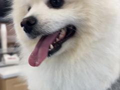 -天使宠物医院·犬猫分诊(彩虹店)