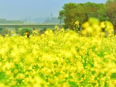 -光明小镇欢乐田园