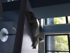 喵的天空-喵的天空名猫咖啡馆·撸猫·猫舍·用品