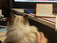-lincat·猫舍(广州店)