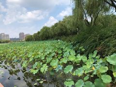 -暨阳湖生态园