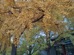 -四川大学(华西校区)