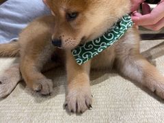 -逗柴咖啡屋·狗咖猫咖宠物桌游
