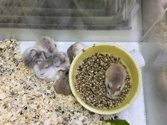 -双季花艺园艺市场(浦东店)