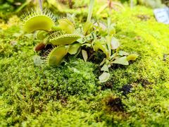-上海辰山植物园