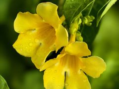 -番禺广场(市桥街道)