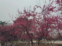 -燕郊植物园