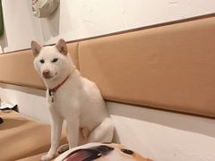 -柴务处·柴犬主题狗咖