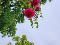 -九科绿洲