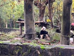 -都江堰中华大熊猫苑