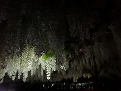 -嘉定紫藤园