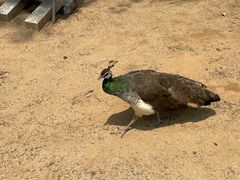 -秦皇岛野生动物园