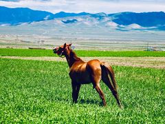 -清真·益鑫羊肉手抓馆(花园北街店)