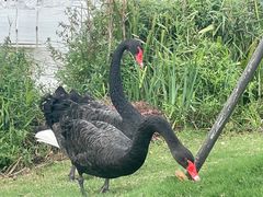 -荷兰花海