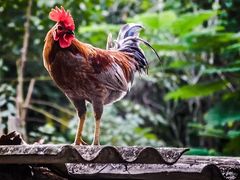 -西双版纳傣族园