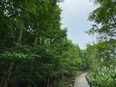 -桤木河湿地公园